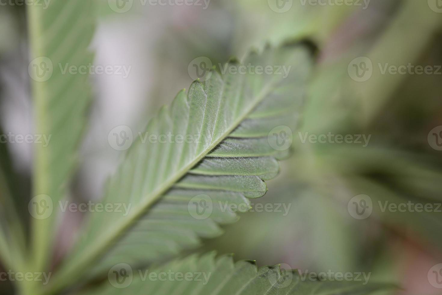 cannabis blad close-up medische marihuana achtergrond bovenaanzicht plat lag foto