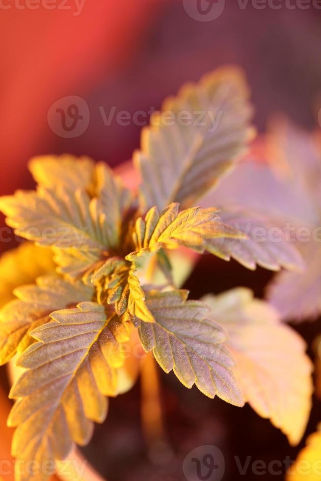 marihuana bladeren close-up indica familie cannabaceae super lemon haze foto