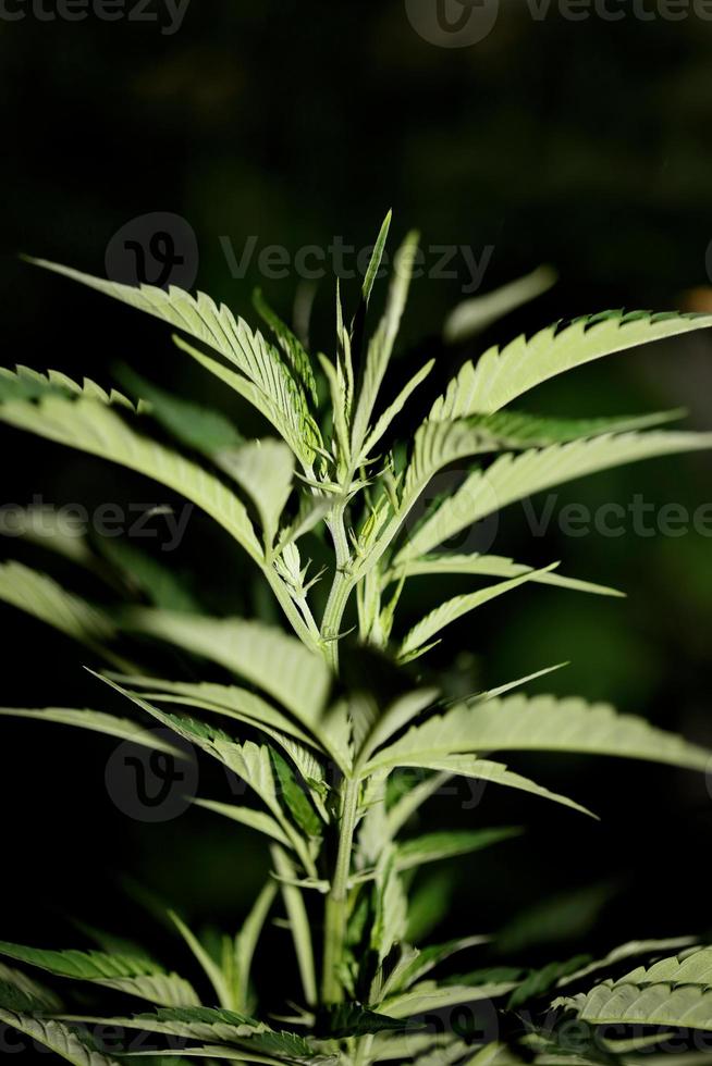 marihuana bladeren close-up indica familie cannabaceae super lemon haze foto