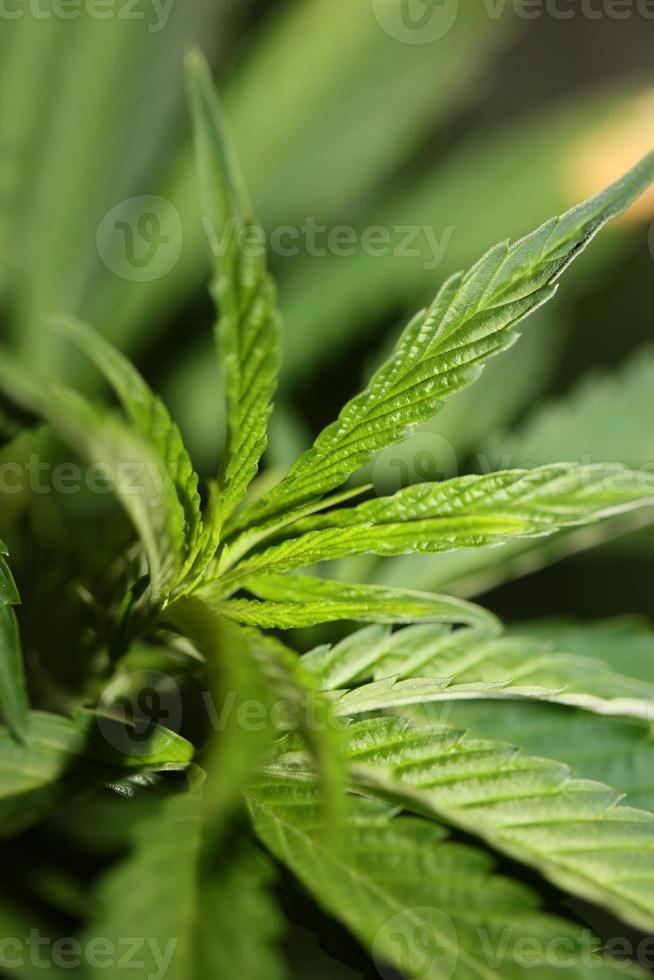 marihuana bladeren close-up indica familie cannabaceae super lemon haze foto