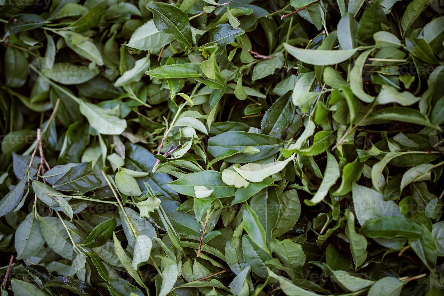 gebied van thee, theebladeren, groene biologische thee foto