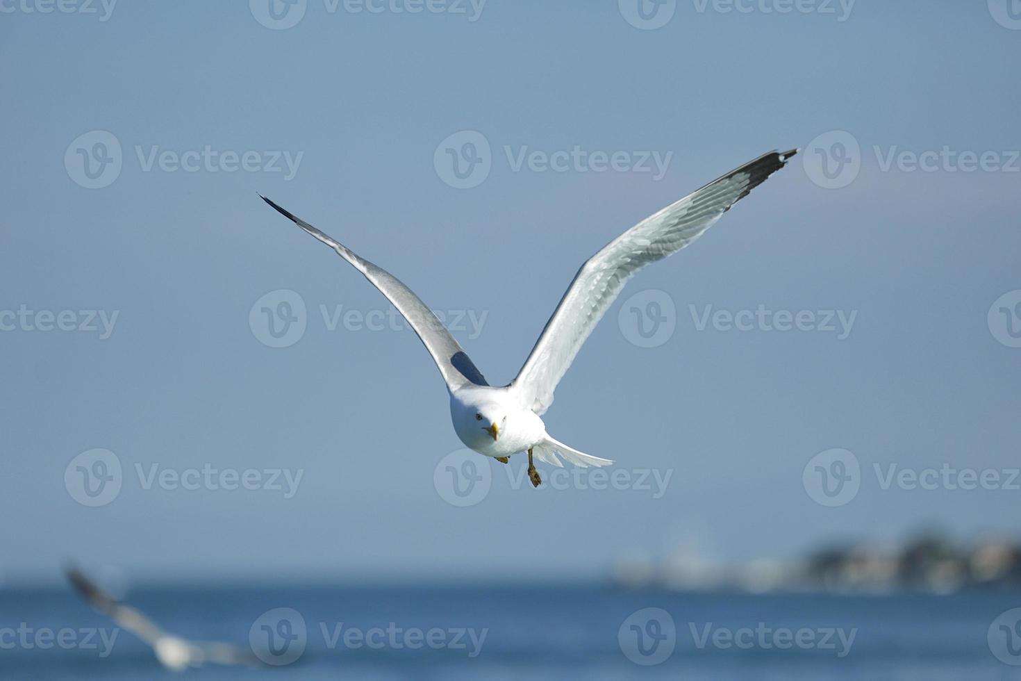 zeemeeuw, witte meeuw, vliegende zeemeeuw foto