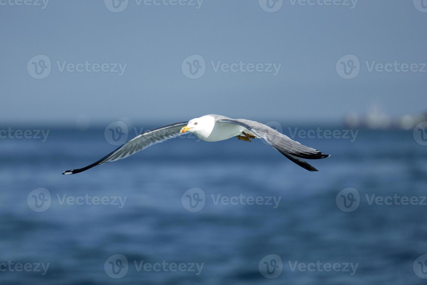 zeemeeuw, witte meeuw, vliegende zeemeeuw foto