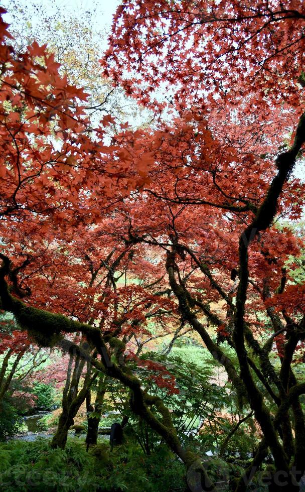 Japanse esdoorn in de herfst foto
