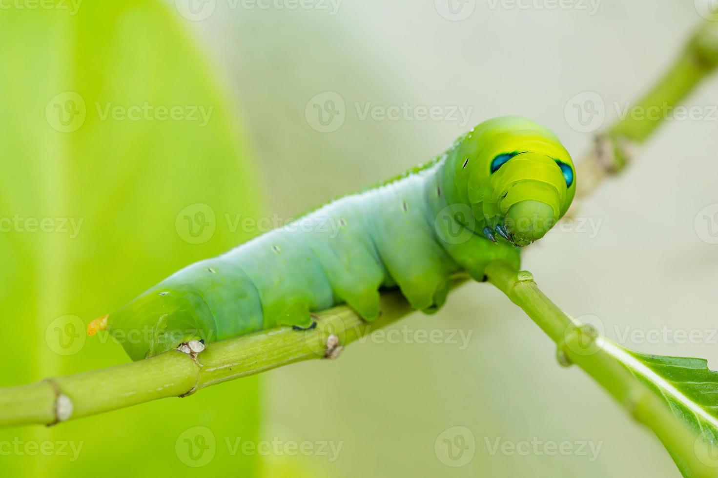 groene rups op boom foto