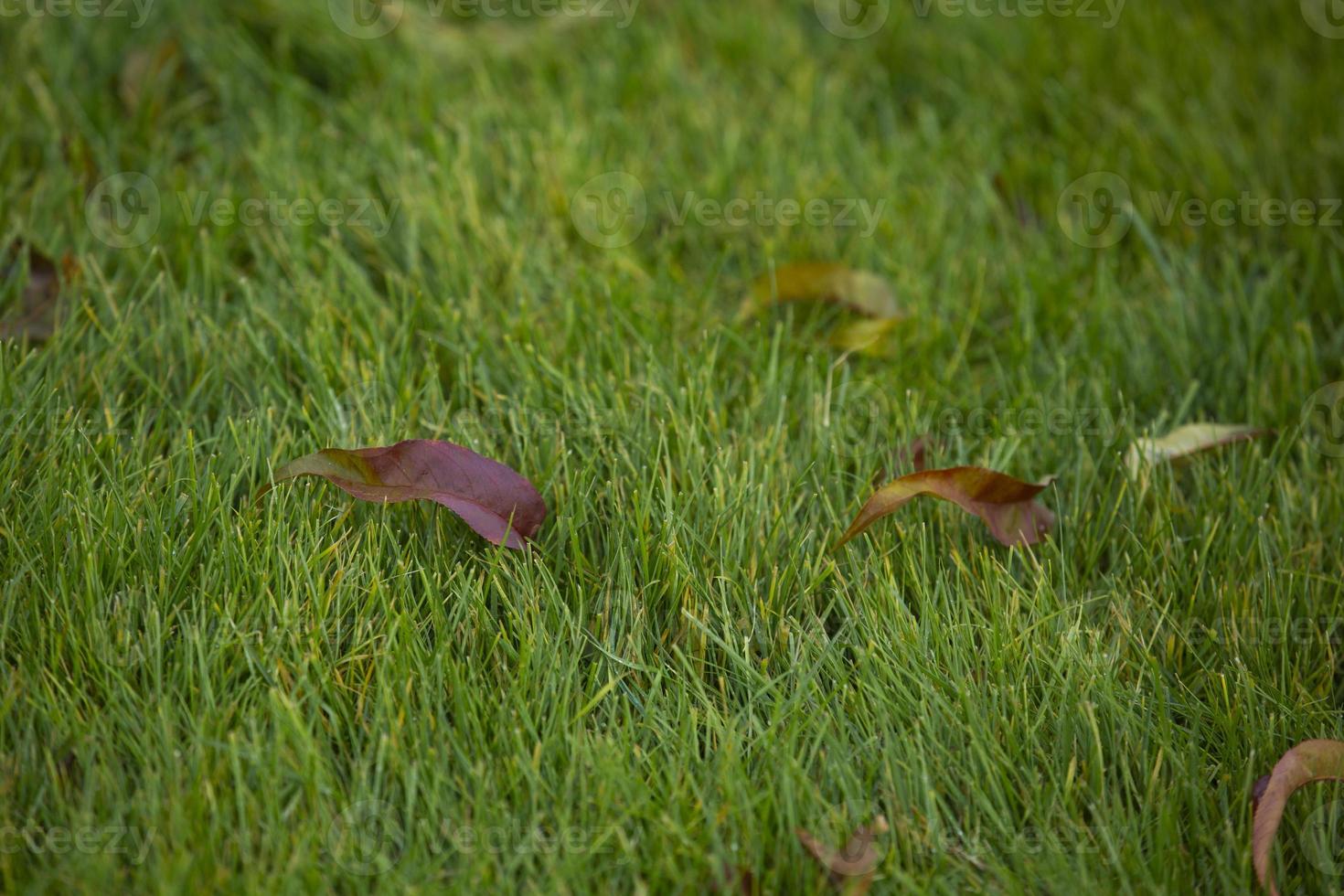 stapel herfstbladeren op gras groen gras foto
