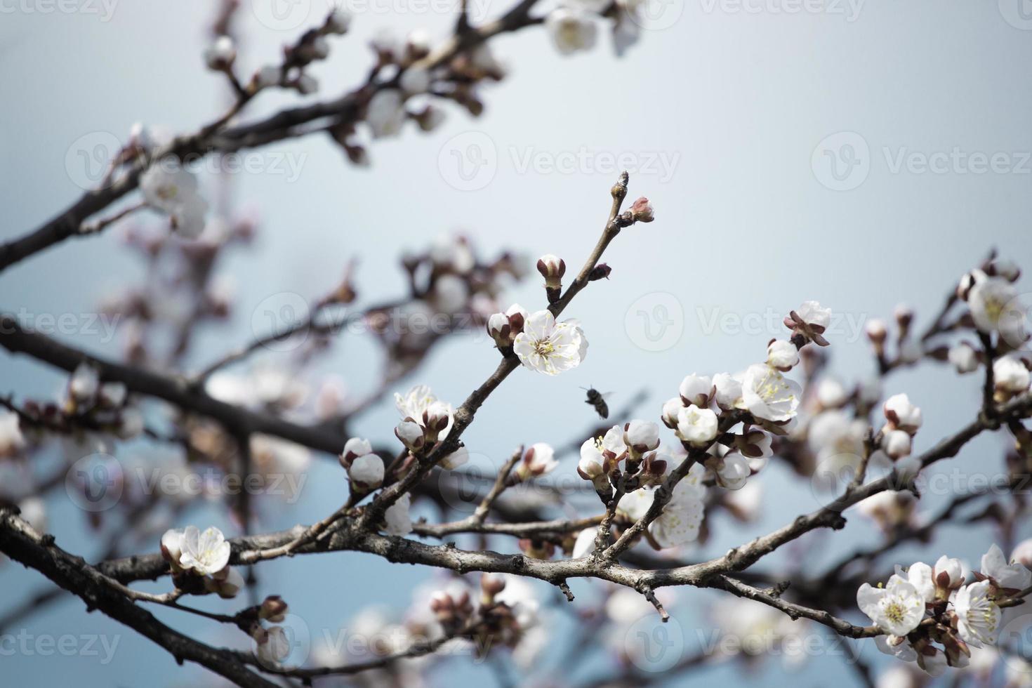 mooie sakura-boomtak met kleine delicate bloemen. foto
