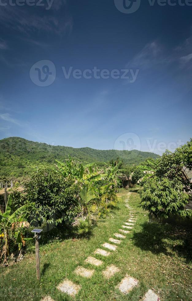 biologische tropische fruitboerderij plantage schilderachtig uitzicht op zonnige dag in de buurt van kampot cambodja foto