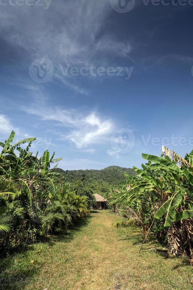 uitzicht op bananenplantage op landelijke biologische fruitboerderij in de buurt van kampot cambodja op zonnige dag foto
