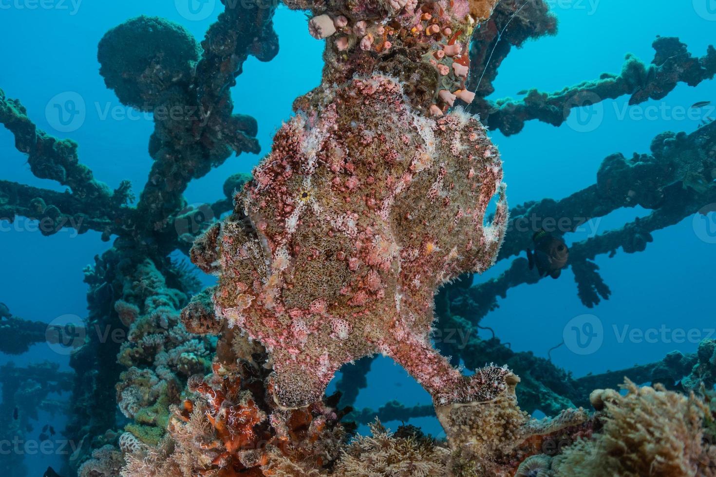 vissen zwemmen in de rode zee, kleurrijke vissen, eilat israel foto