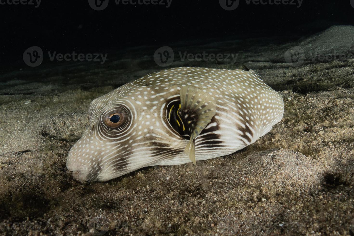 vissen zwemmen in de rode zee, kleurrijke vissen, eilat israel foto