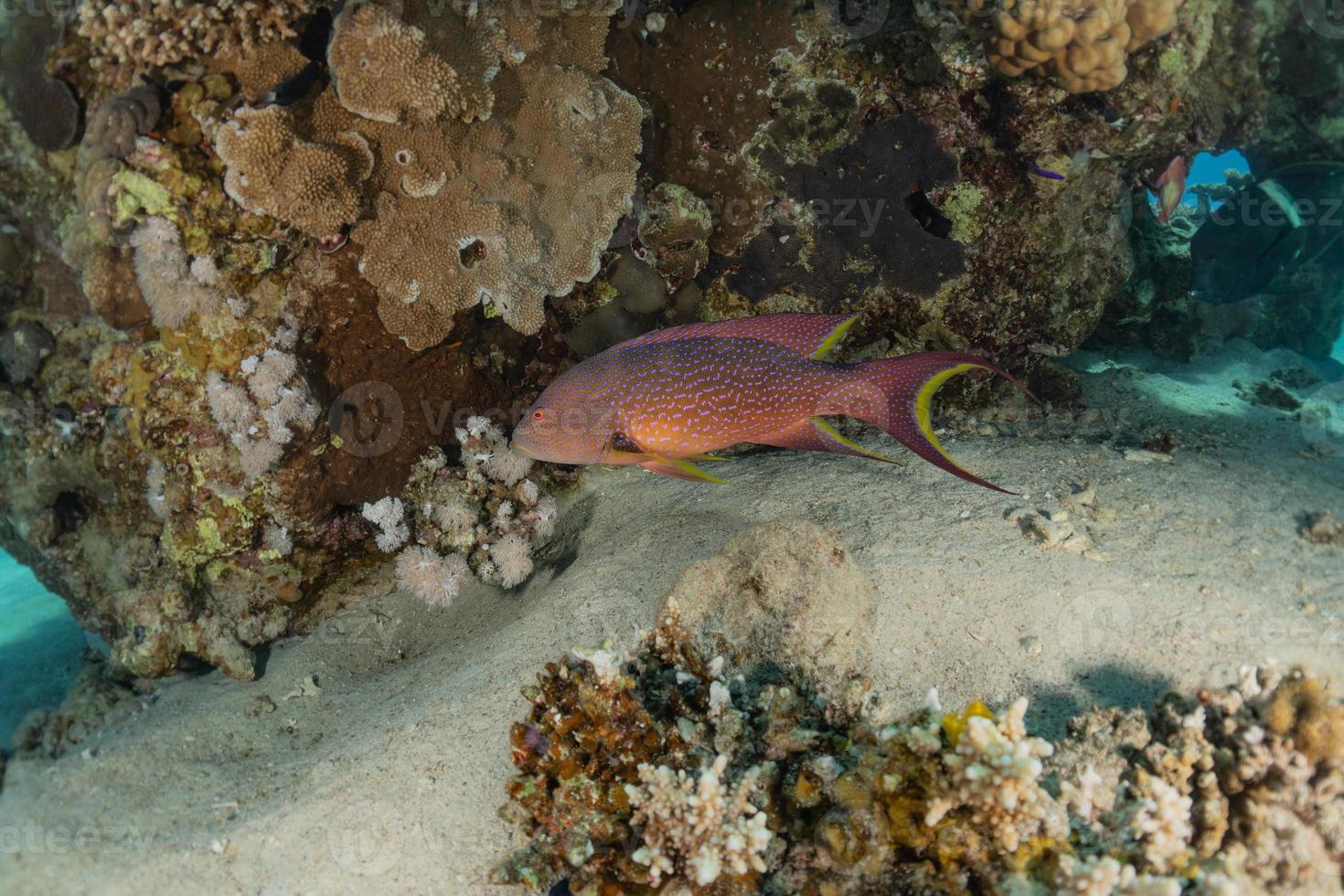 vissen zwemmen in de rode zee, kleurrijke vissen, eilat israel foto