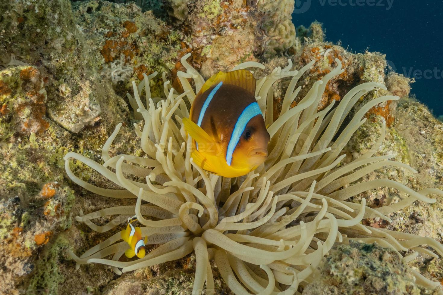 vissen zwemmen in de rode zee, kleurrijke vissen, eilat israel foto