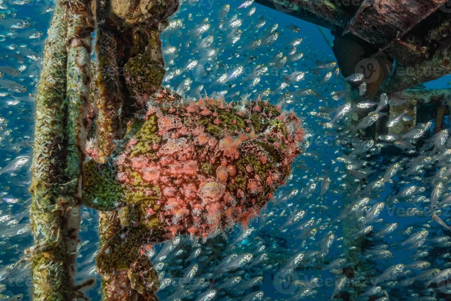 vissen zwemmen in de rode zee, kleurrijke vissen, eilat israel foto