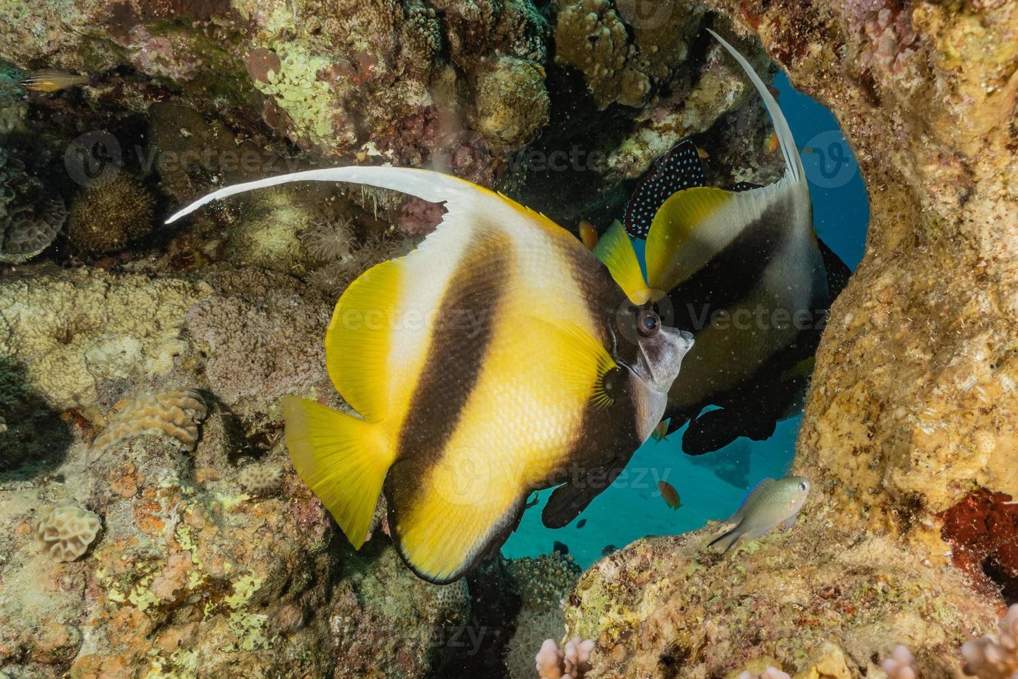 vissen zwemmen in de rode zee, kleurrijke vissen, eilat israel foto