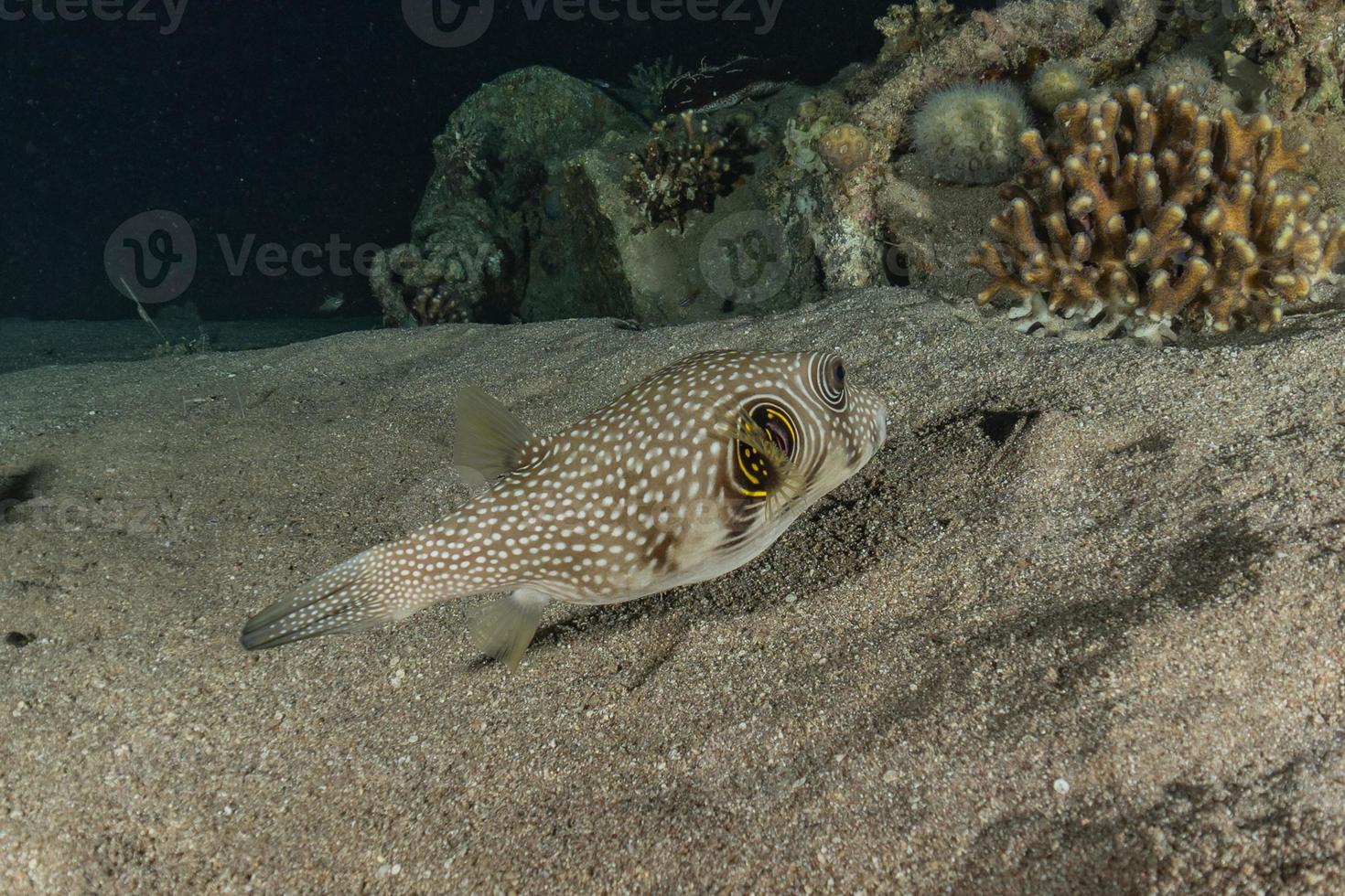 vissen zwemmen in de rode zee, kleurrijke vissen, eilat israel foto