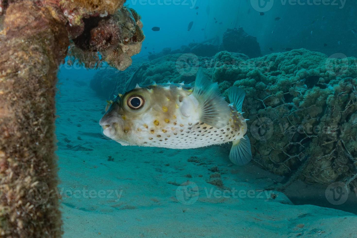 vissen zwemmen in de rode zee, kleurrijke vissen, eilat israel foto