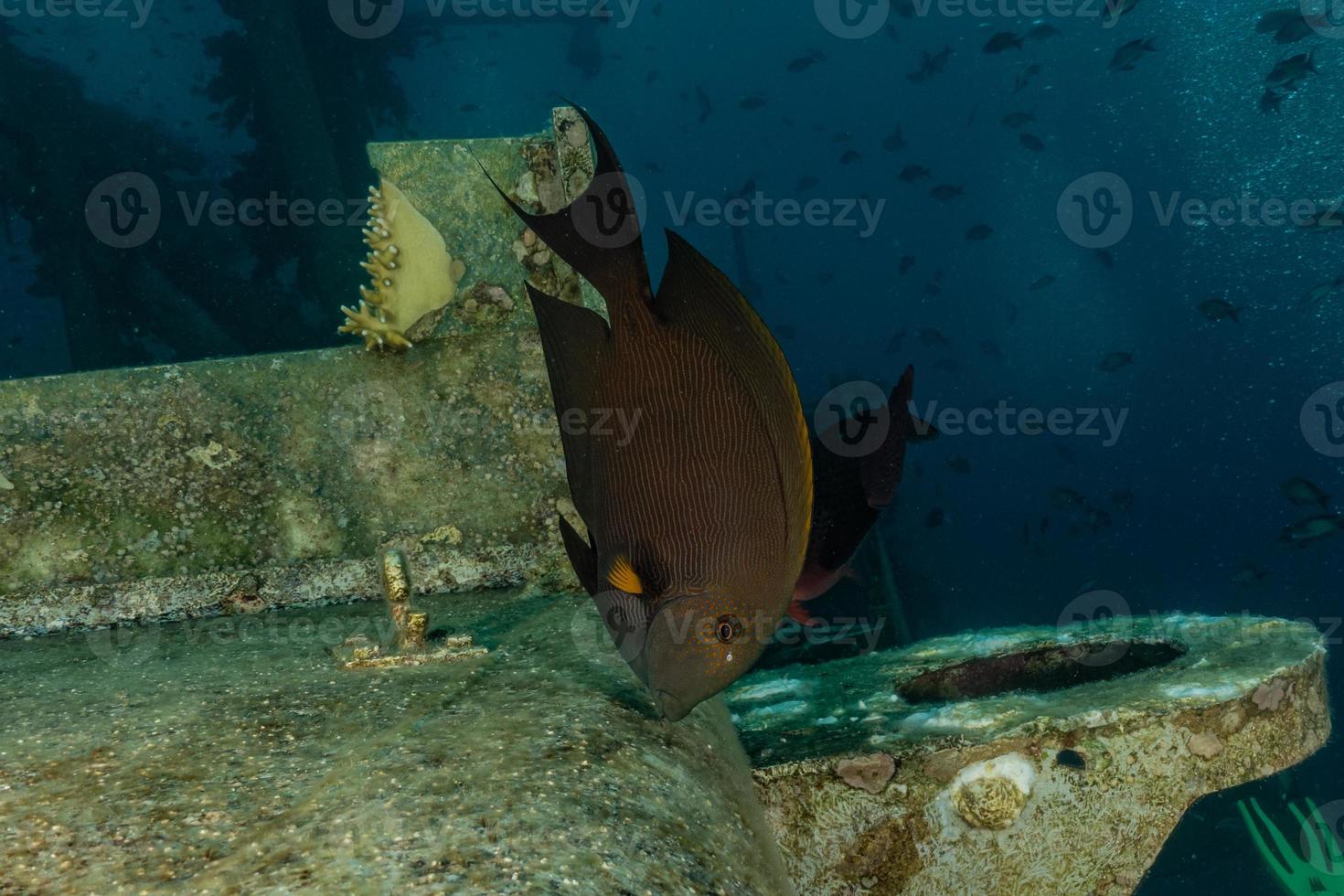 vissen zwemmen in de rode zee, kleurrijke vissen, eilat israel foto