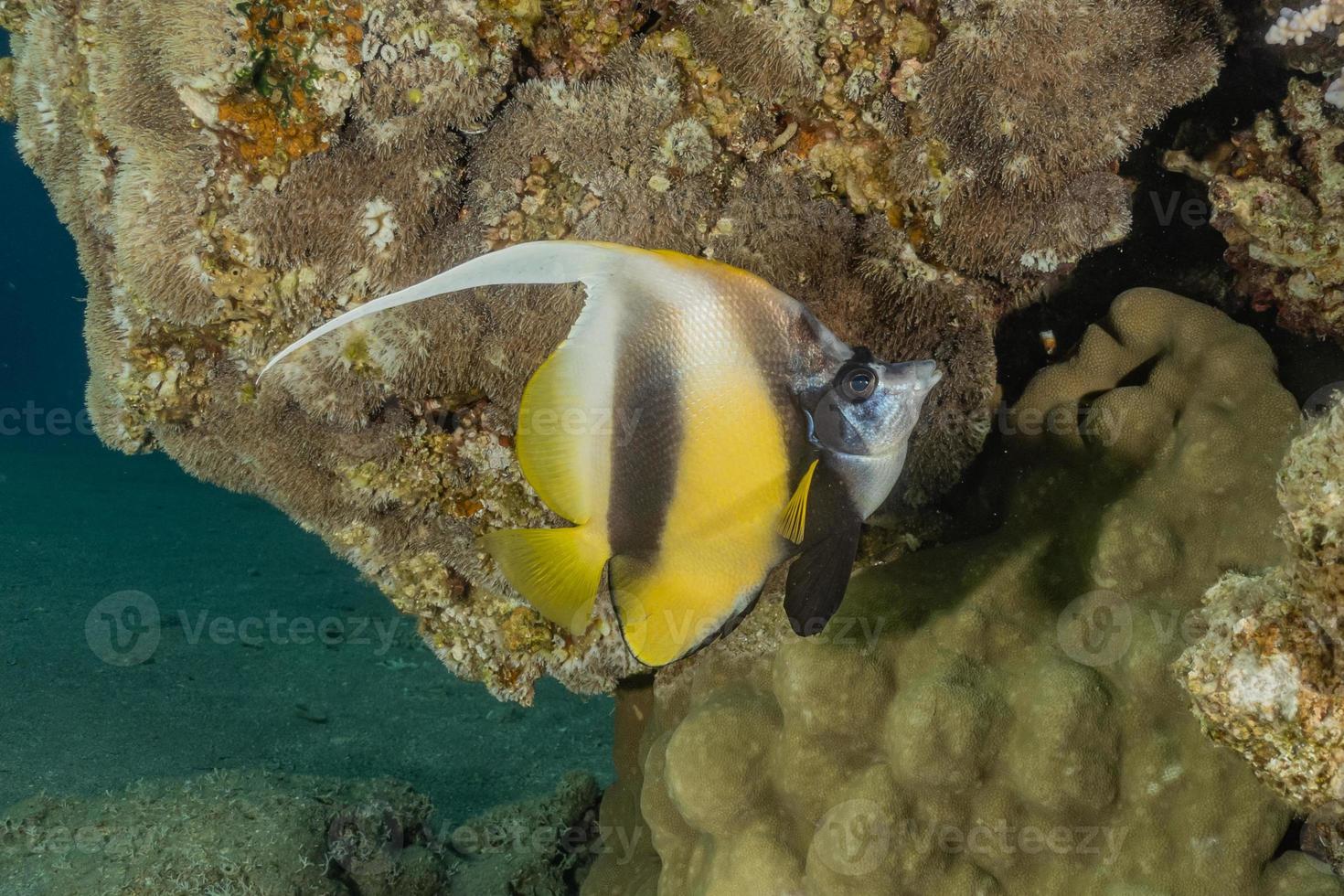 vissen zwemmen in de rode zee, kleurrijke vissen, eilat israel foto