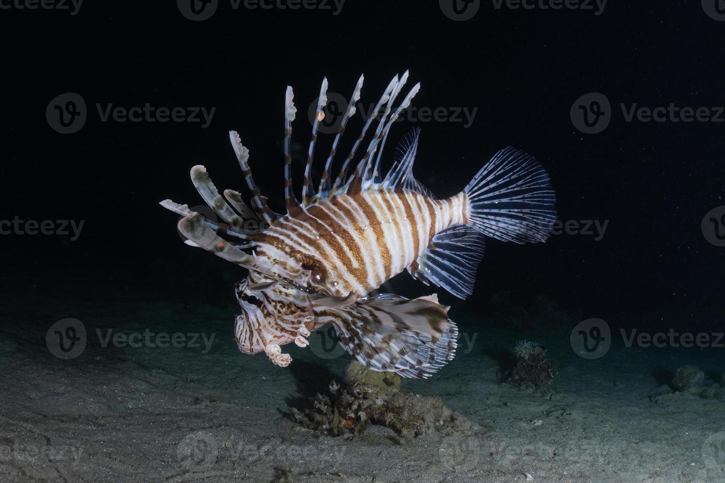 koraalduivel in de rode zee kleurrijke vissen, eilat israël foto