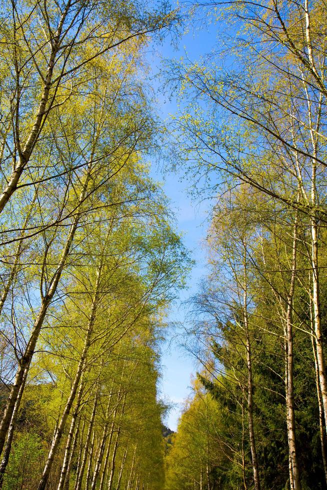 bomen in de natuur in park foto