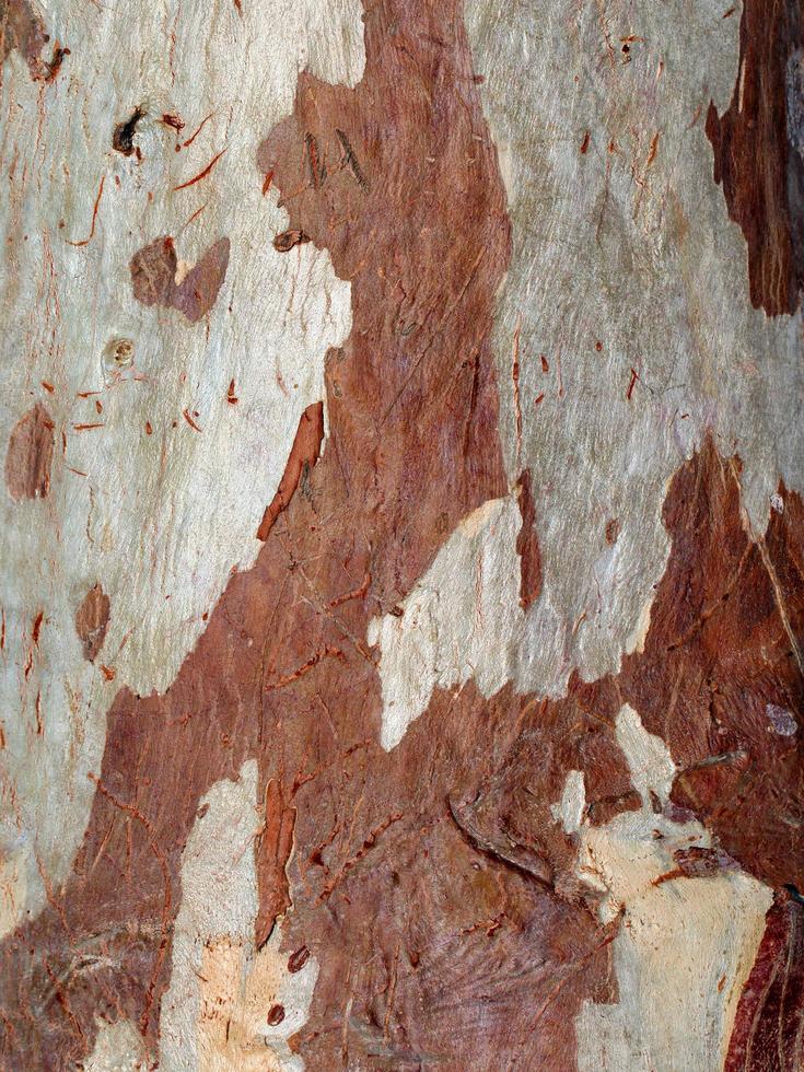 natuurlijke boom houten schors stam foto