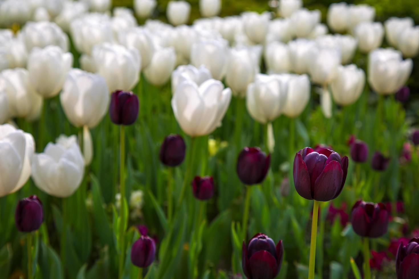 bloemen lentebloem kleurrijke tulpen foto