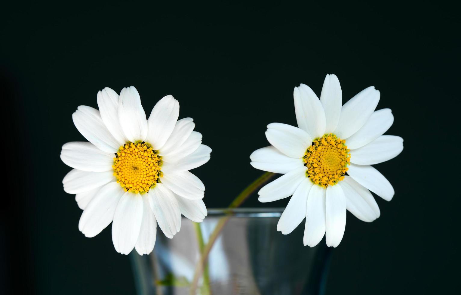 prachtige fauna bloem natuurlijk madeliefje uitzicht foto