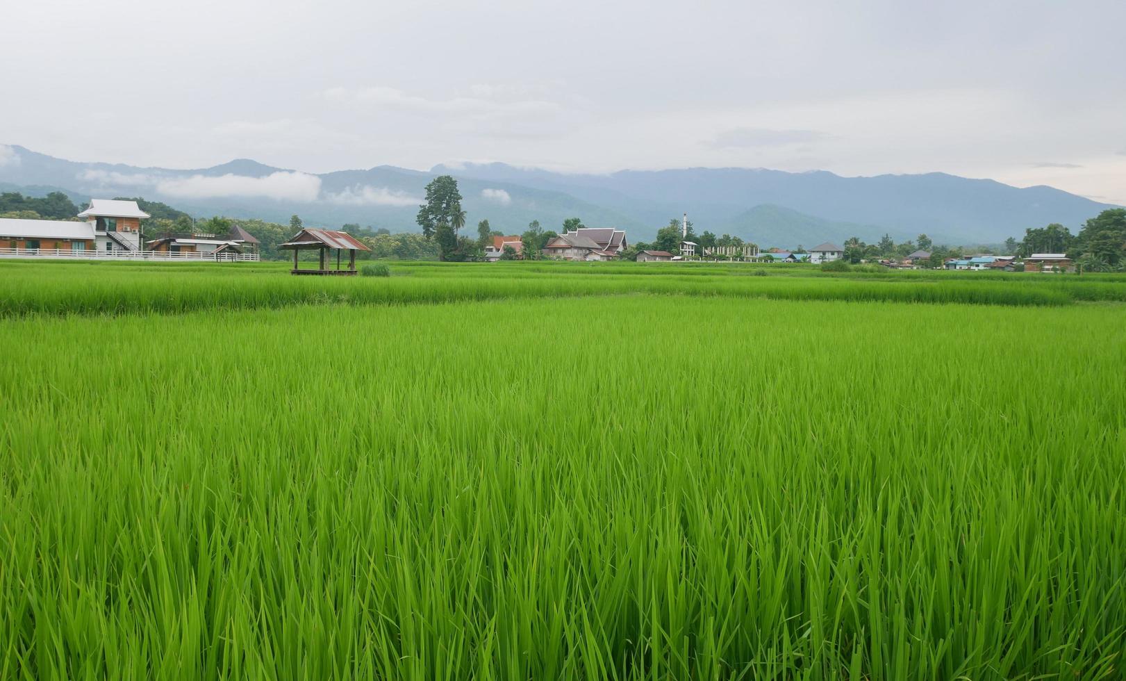groene rijstvelden in het regenseizoen en de bergen foto