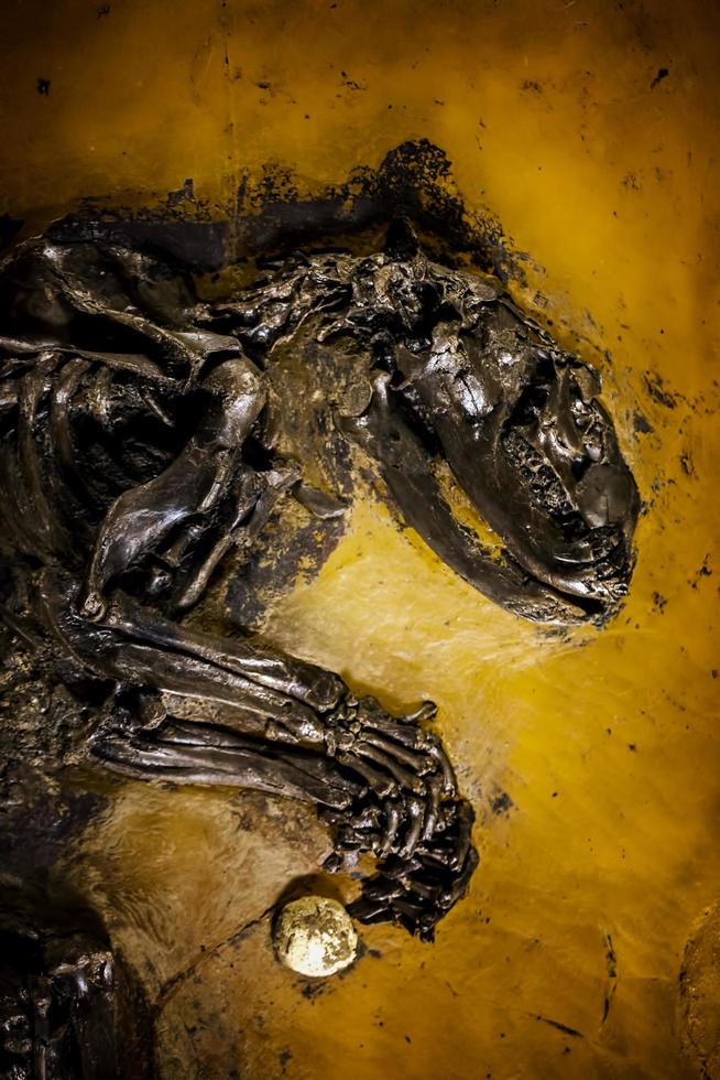 prehistorisch dinosaurusskelet fossiel foto