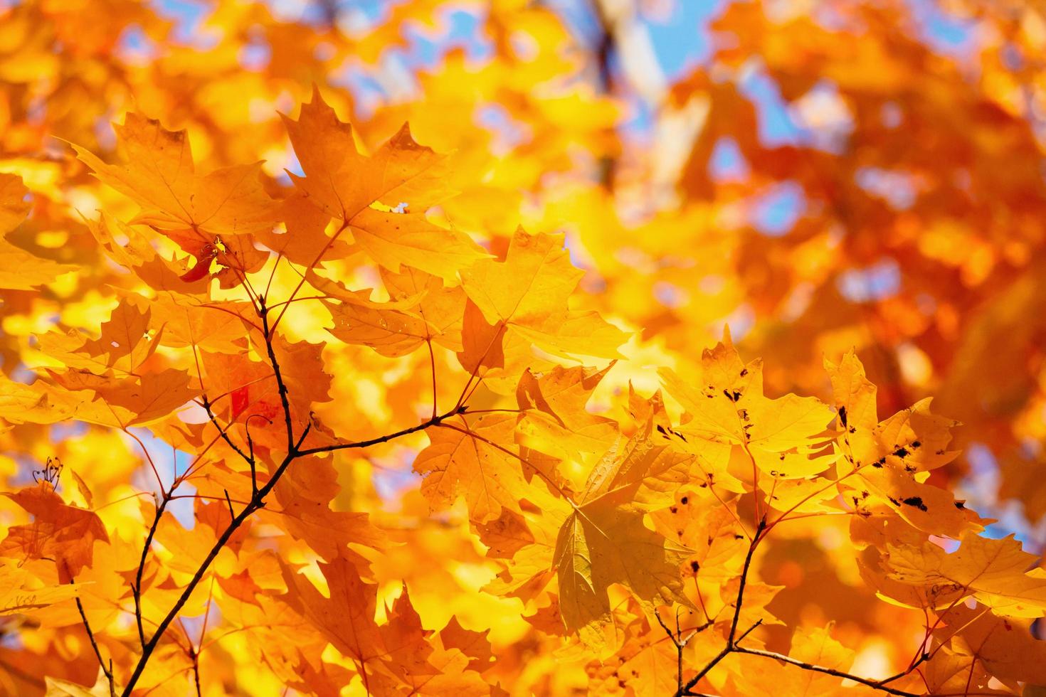 gele bladeren en takken in de herfst foto