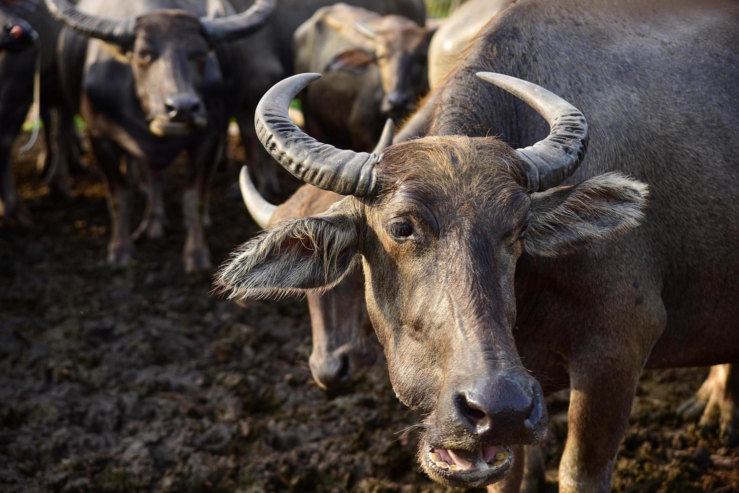 een close-up beeld van waterbuffel foto