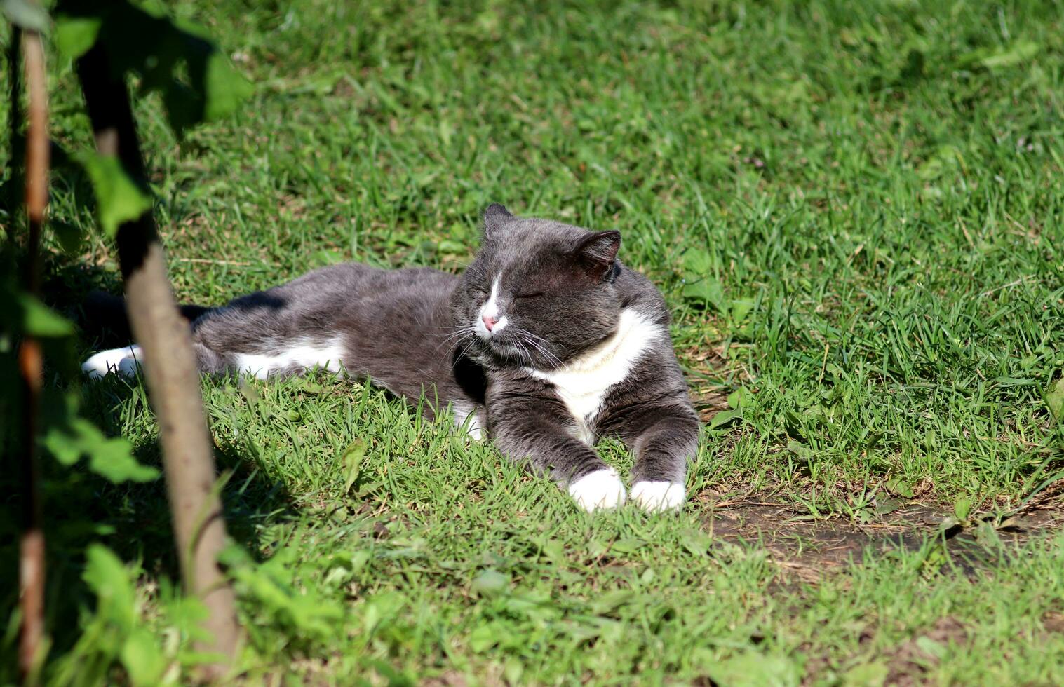 een grijs kat, met haar voorkant poten getrokken uit, leugens Aan de gras Aan een zonnig dag en slaapt. horizontaal foto, detailopname, frontaal visie foto