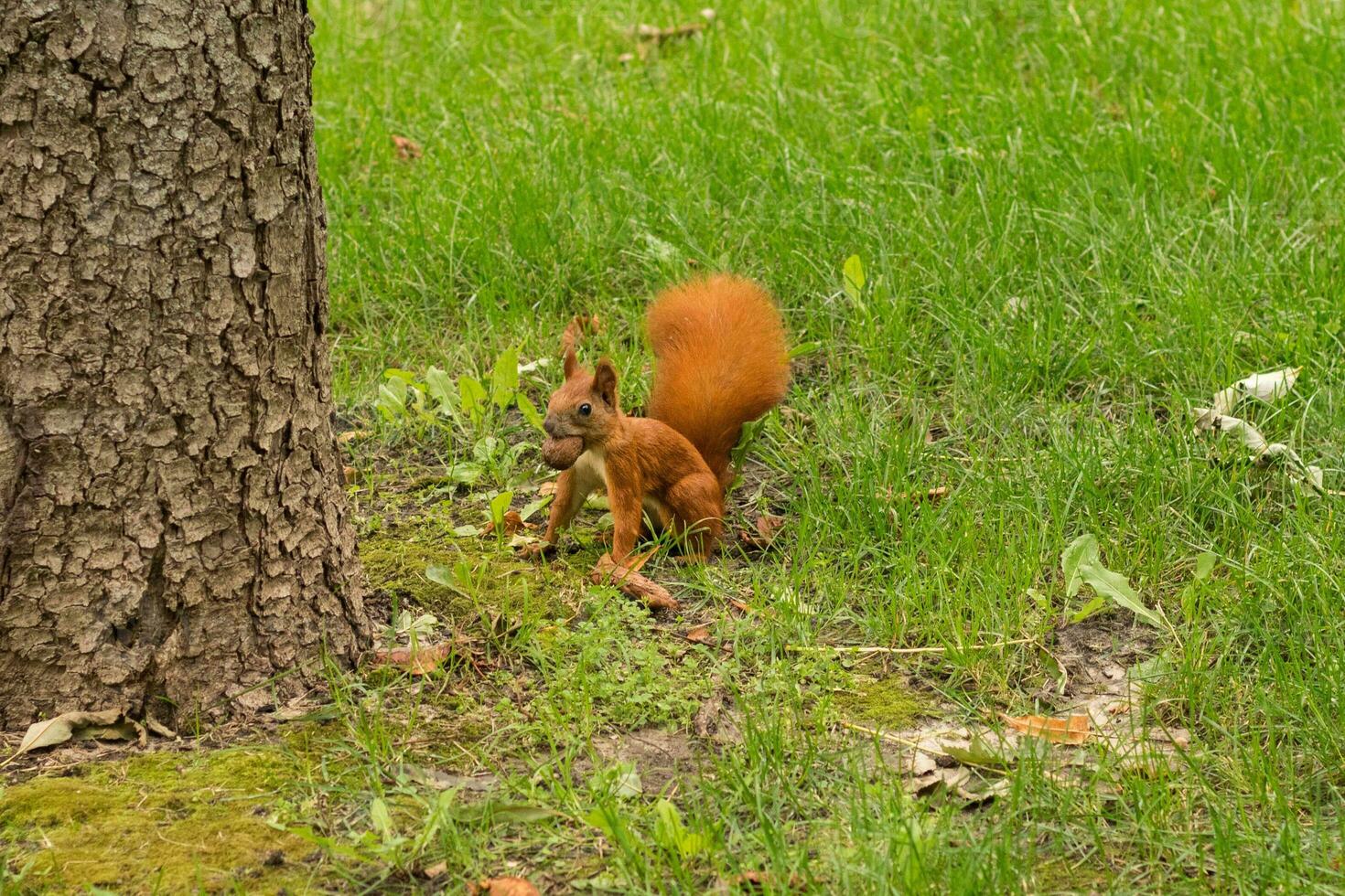 rood eekhoorn in de park met een noot in haar mond. schattig eekhoorn foto