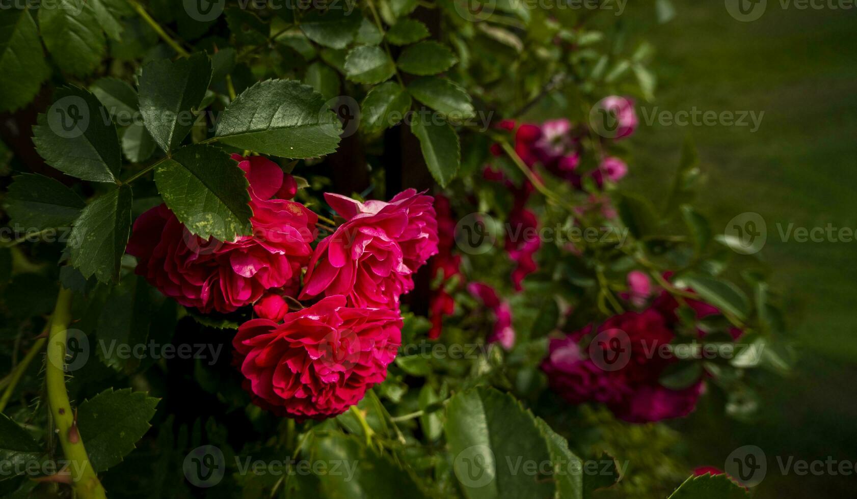 mooi rozen Aan donker achtergrond. weelderig struik van roze rozen met donker vignet. romantisch luxe achtergrond of behang. foto