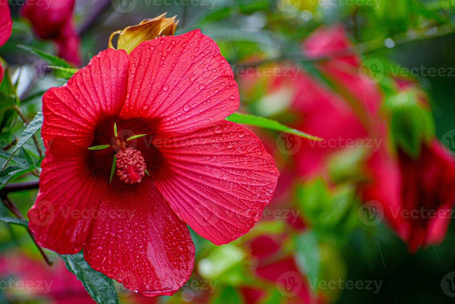 hibiscus bloem dichtbij omhoog foto