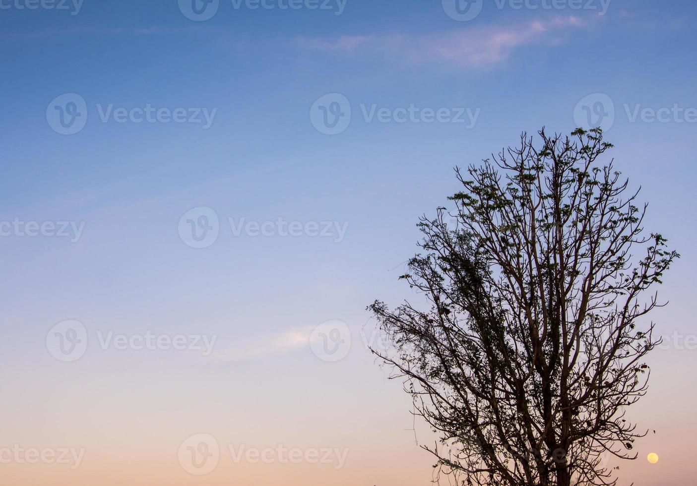 silhouetboom en de volle maan in de avondlucht foto