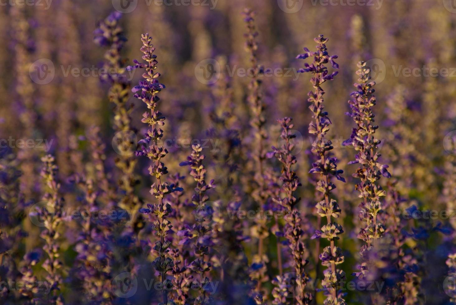 blauwe salvia bloem in de tuin foto