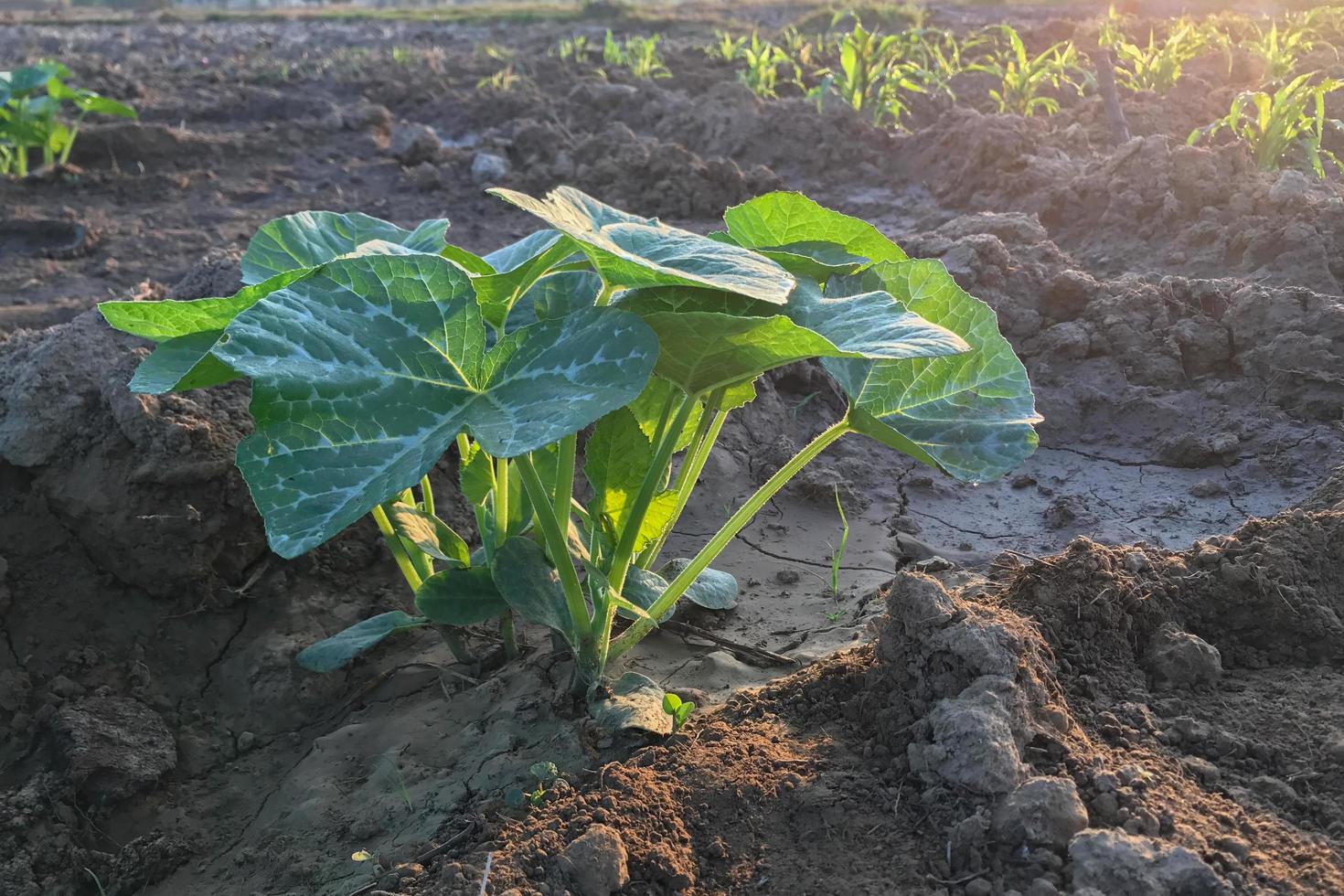 pompoenboom die in de tuin groeit foto