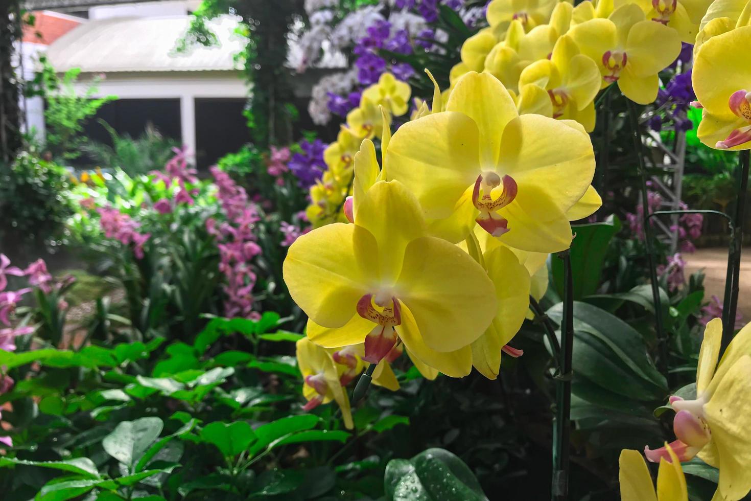 gele orchideebloem in tuin bij de orchidee van de winterphalaenopsis foto