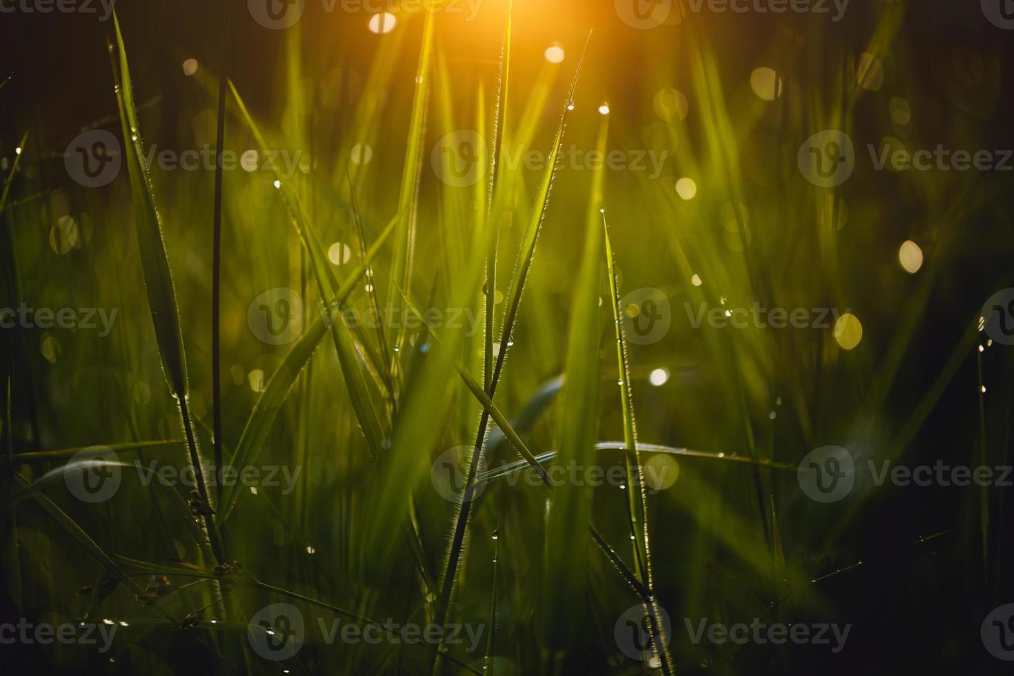dauw op gras groen achtergrond foto