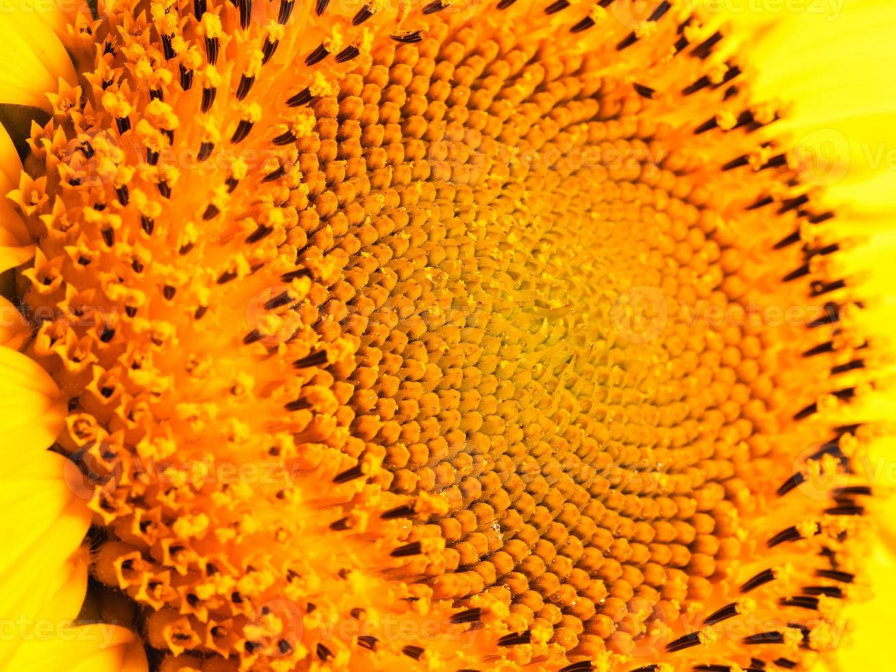 zonnebloem veel macro detail, bloem en zaden foto