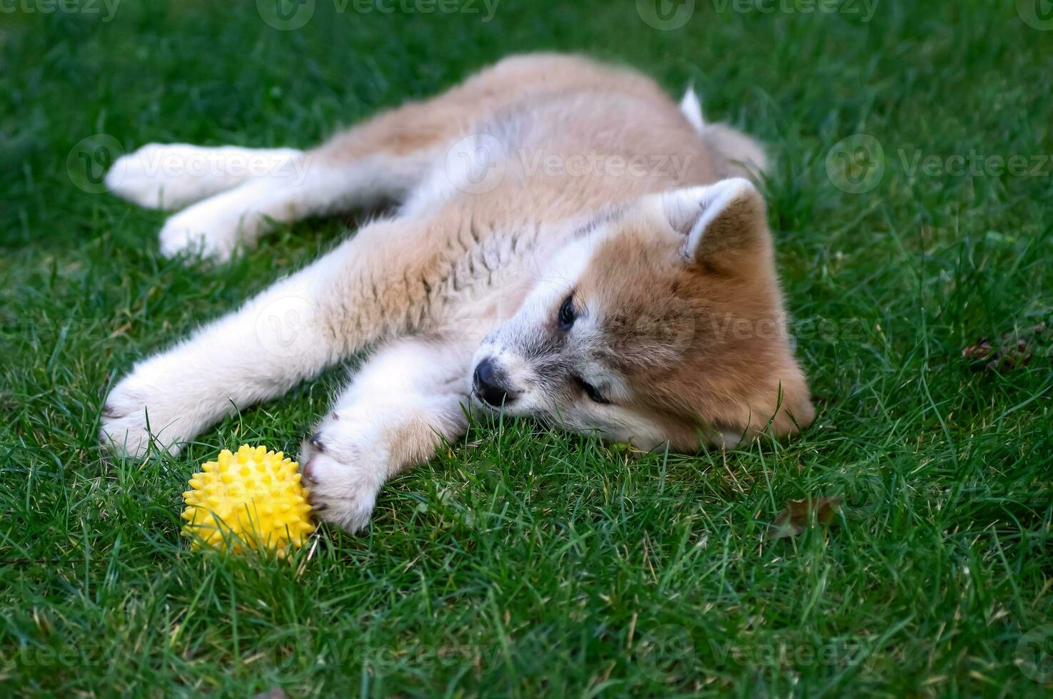 akita inu puppy Toneelstukken met een geel bal Aan de groen gras. buitenshuis spellen met huisdieren in de straat. Japans hond, spits foto