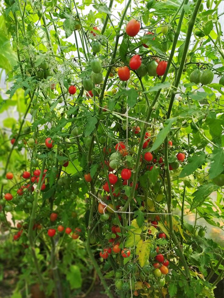 rijpe rode kerstomaatjes op de bush foto