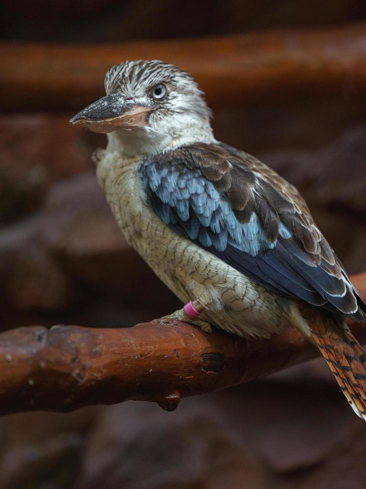 blauw gevleugelde kookaburra foto