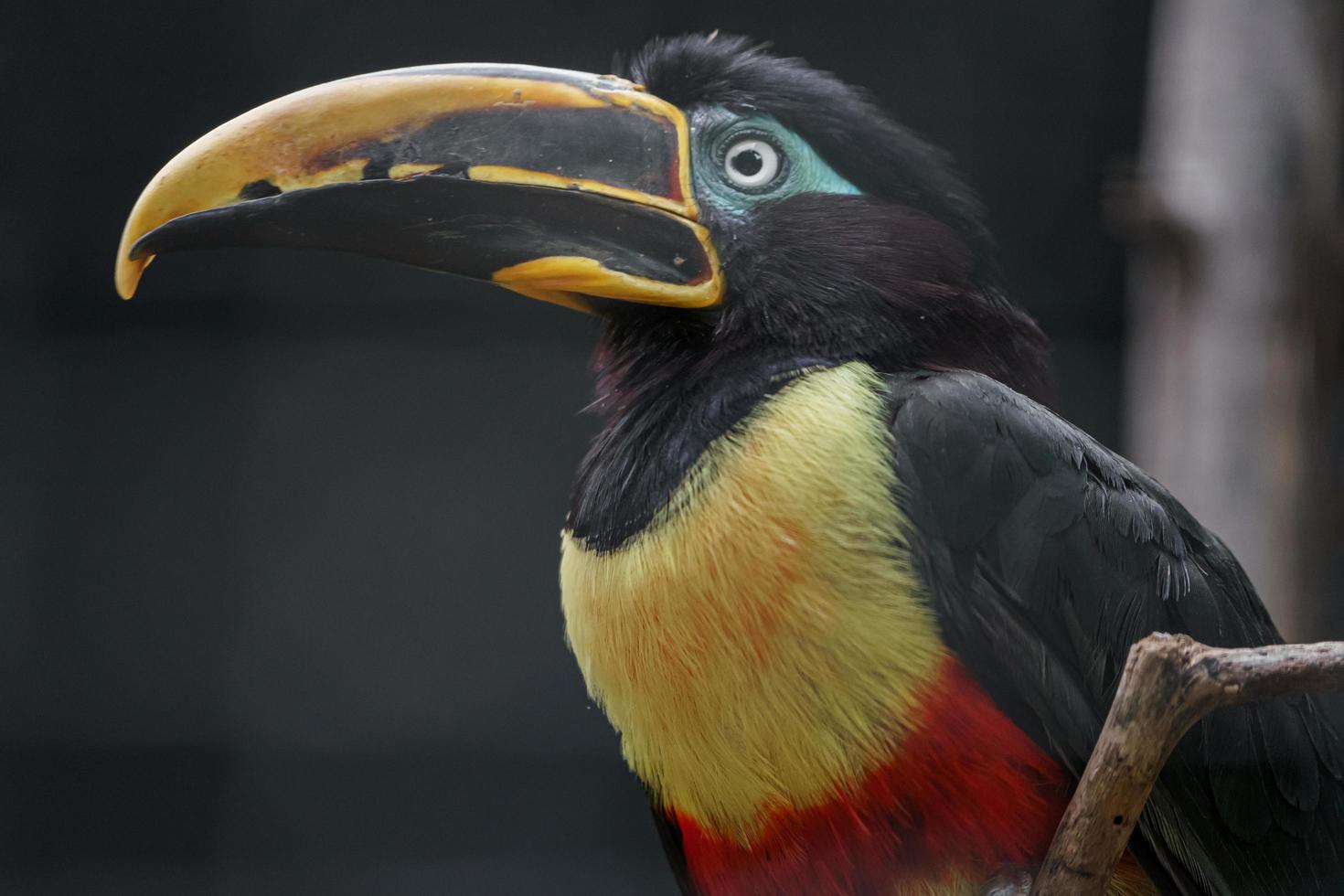 aracari met kastanje oren foto