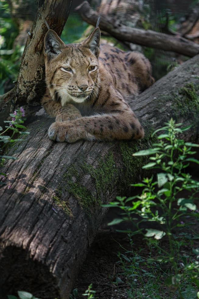 Euraziatische lynx op logboek foto