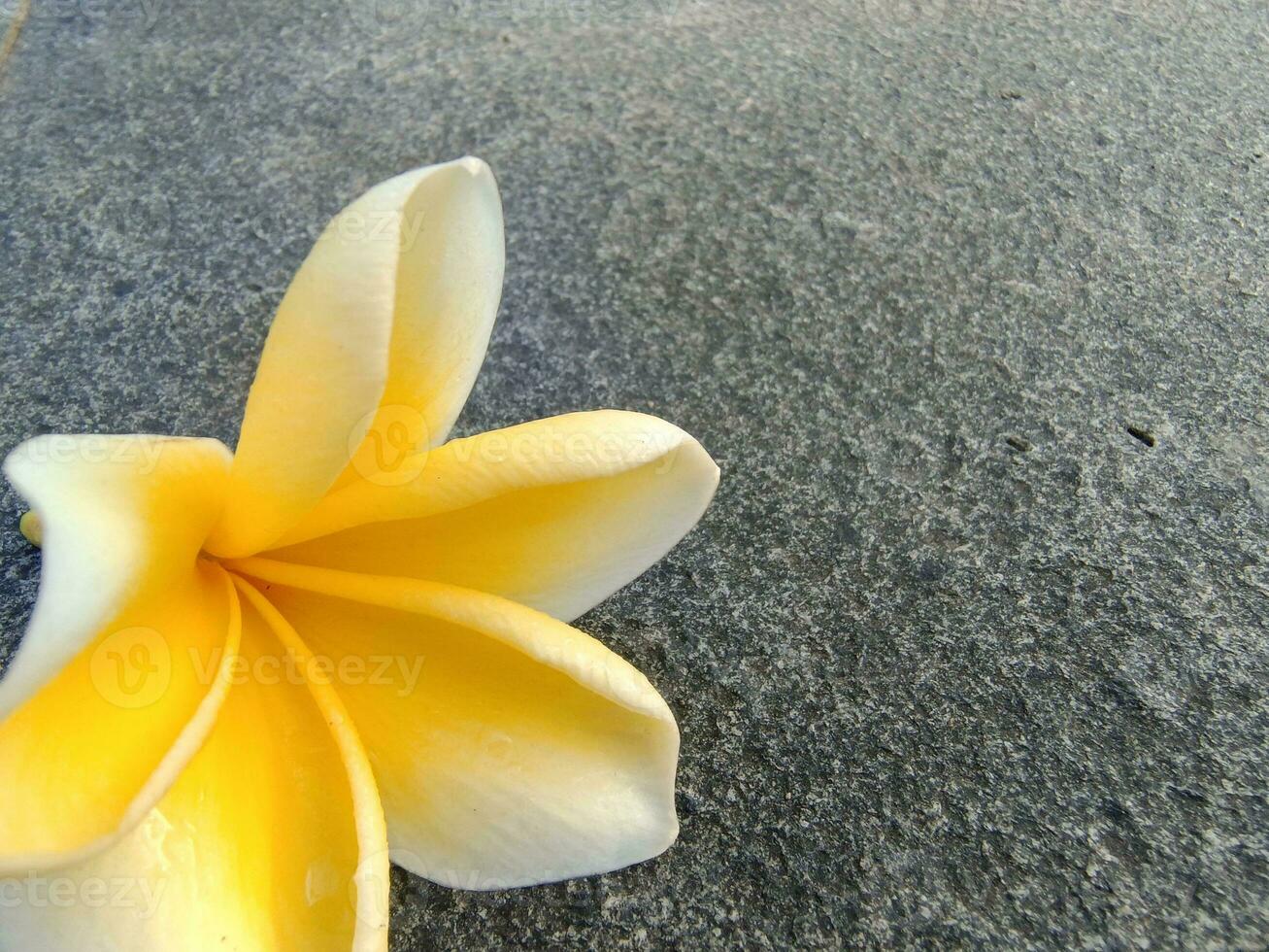 geel frangipani bloem legt in esthetisch vlak rots foto