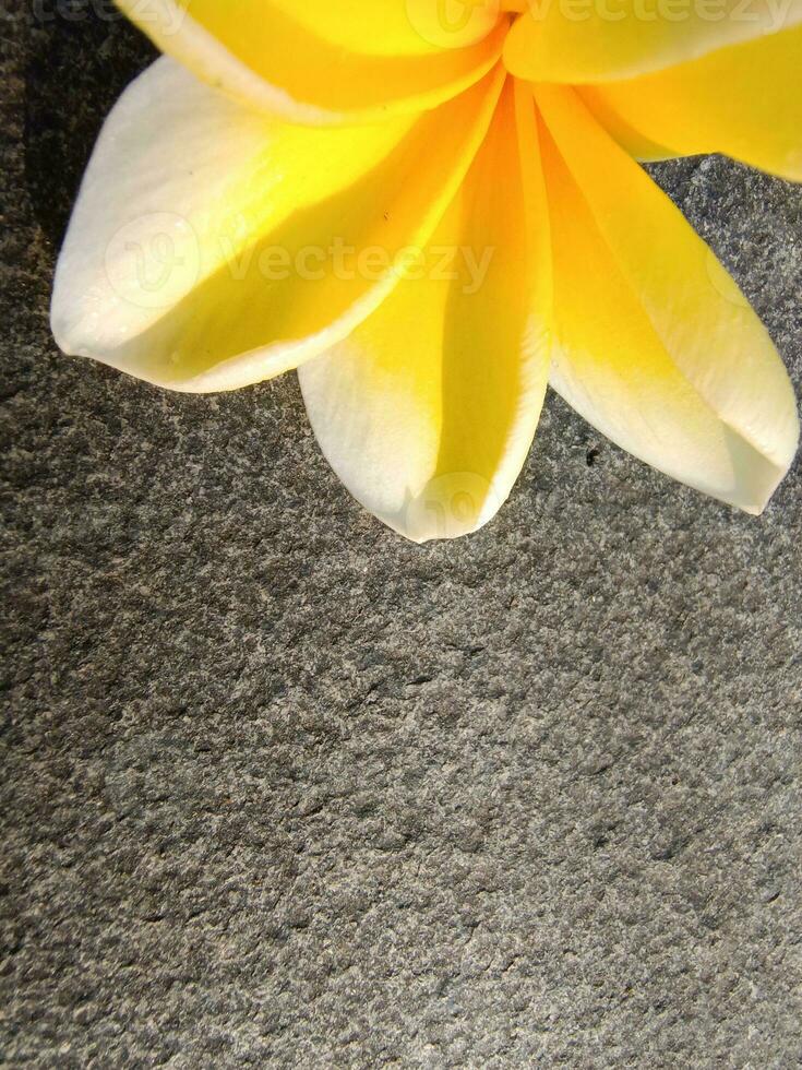 geel frangipani bloem legt in esthetisch vlak rots foto