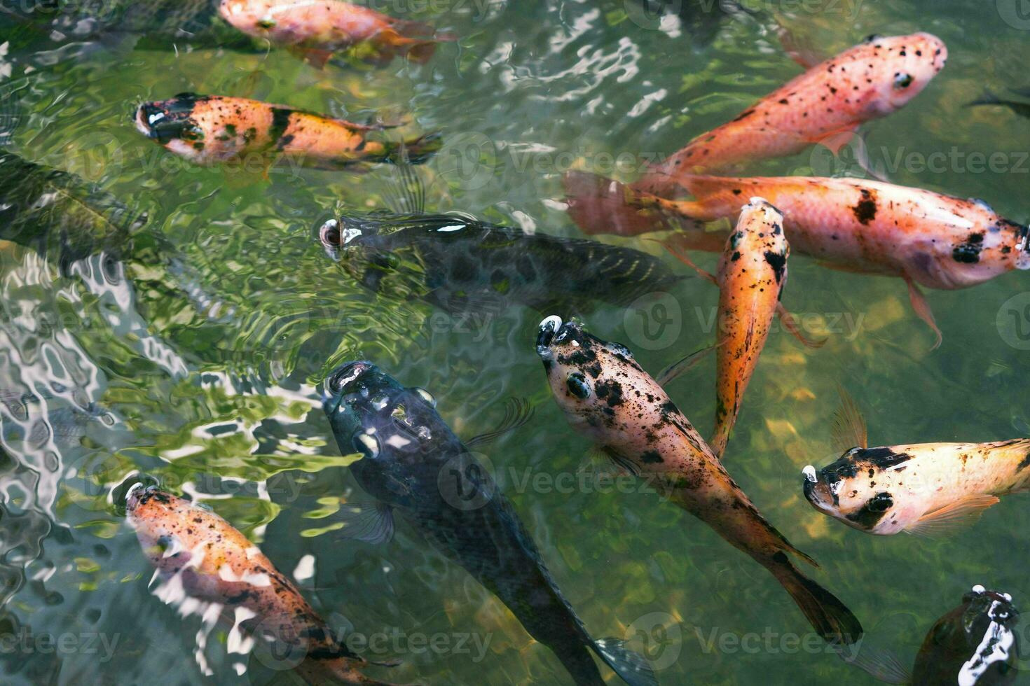 dichtbij omhoog van divers koi vis zwemmen in een vijver. mooi, exotisch, kleurrijk, bokeh achtergronden. foto